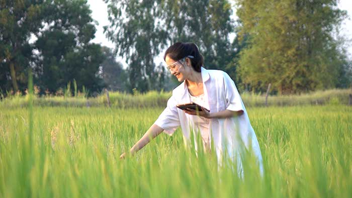 Scientist researching within a rice field